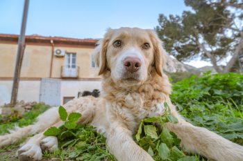 Monthly Cost to Own a Golden Retriever