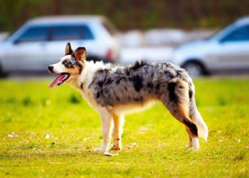 Monthly Cost to Own a Australian Shepherd