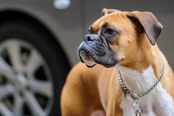 Monthly Cost to Own a Boxer