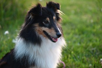 20 Fun & Fascinating Facts About Sheltie Puppies