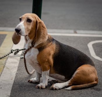 Monthly Cost to Own a Basset Hound