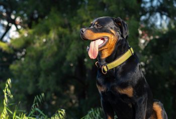 Monthly Cost to Own a Rottweiler