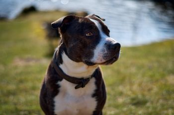 Monthly Cost to Own a American Staffordshire Terrier