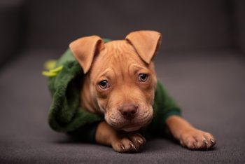 20 Fun & Fascinating Facts About Pit Bulls Puppies