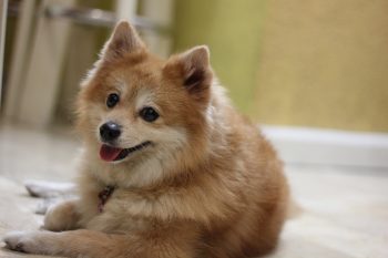 Monthly Cost to Own a Pomeranians