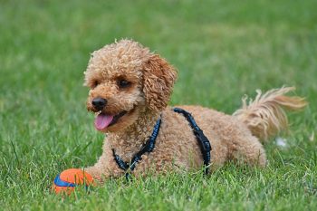 Is a Poodle a Good Guard Dog?