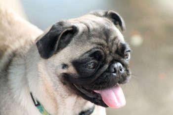 20 Fun & Fascinating Facts About Pug Puppies