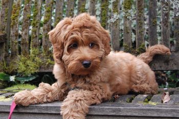 Monthly Cost to Own a Labradoodle