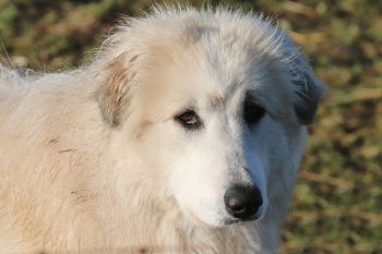 Are Great Pyrenees Aggresive?