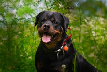 20 Fun & Fascinating Facts About Rottweiler Puppies