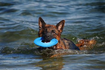 11 Best Water Toys for Dogs