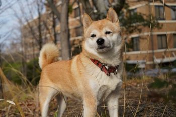 Is a Shiba Inu a Good Guard Dog?