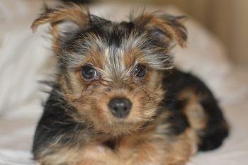 20 Fun & Fascinating Facts About Yorkie Puppies