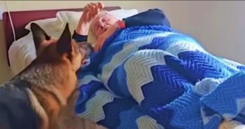 Shepherd Kept Vigil At His Grandma’s Bedside, Waiting For Her To Recover