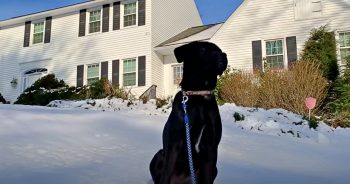 This ‘Good Boy’ Continually Returned Looks Longingly At His Third Home