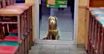 After Closing, Dog Sits Outside, Pining For Store Manager To Let Him Inside