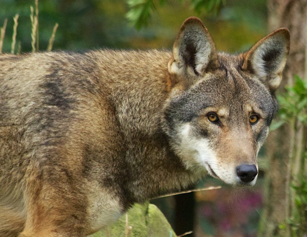 In the Shadows of Extinction: The Plight of the Red Wolves