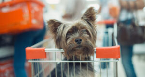 Top 15 Dog Food Brands With No Recalls