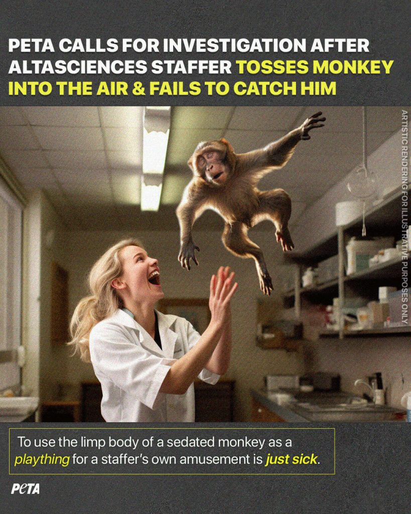 PETA Calls For Criminal Probe After Altasciences Staffer Tosses an Endangered Monkey Into the Air and Fails to Catch Him