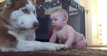 Husky Attempted To Act Tough With Baby, But Rolled Over With Joy When Baby Pets Him