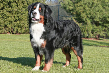 How Often Do I Take a Bernese Mountain Dog Outside to Pee?