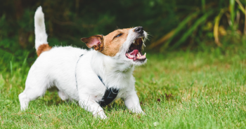 5 Best Dog Whistle to Stop Barking