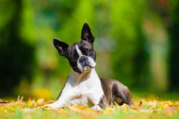 How Often Do I Take a Boston Terrier Outside to Pee?