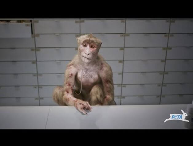 ‘Too Graphic’: TV Stations Block Tame PETA CGI Spot Aimed at Monkey Laboratories