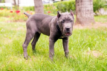 How Often Do I Take a Cane Corso Outside to Pee?