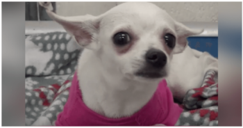 1-Year-Old Chihuahua Dumped At Shelter, Cried Herself To Sleep In A Pink Sweater