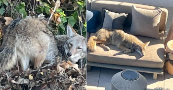 Wild Coyote Seen Resting Like ‘Pet Dog’ On Couch at San Francisco Home