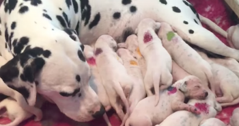 Vet Says Dalmatian Mama Will Have 3 Pups, But Mother Nature Has Other Ideas