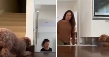 Sneaky Dog Always Scares Mom, Switches Sides To Catch Her Off Guard