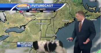 Big Floofy Dog Wanders Into Live Weather Broadcast And Steals The Spotlight