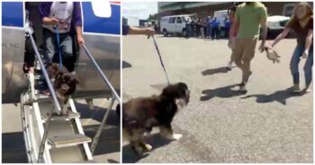 Dog Steps Off Plane And Sees Her Humans Again After Being Lost For 2-Years