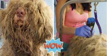 Dog Groomer Opened Shop In Middle Of Night To Give ‘Stray Dog’ Haircut, Found Beauty Beneath Matted-Fur