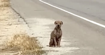 He Sat By The Road Missing His ‘Once-Shiny’ Coat And Needing Love