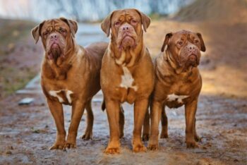 How Often Do I Take a Dogue De Bordeaux Outside to Pee?