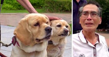 Elderly Man Dying Of Cancer Breaks Down While Saying Final Goodbye To His Dogs