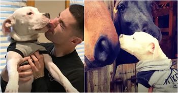 Tri-Paw Pup ‘Grows Up Strong’ In Home Full Of Animals With Special Needs