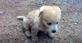 Drowning Puppy Leads Man To Woman Who’d Become ‘The Love Of His Life’