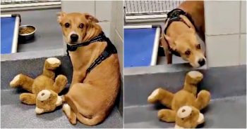 Resilient Dog Clings To ‘Support’ Bear From Former Home Amid Shelter Chaos