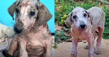 Pup Who Turned To Stone Kept Rescuer Guessing What Color He’d Turn Out To Be