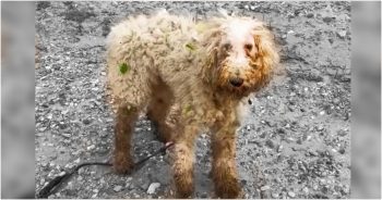 Wronged By People, Injured Poodle Wandering By River Chose To Trust In Him