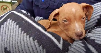 Underweight Puppy Mistaken For A Chihuahua Is A Huge And Gorgeous Boy