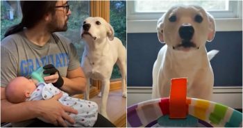 Dog Gets Dethroned As ‘Baby Of The Family’ Once Little Brother Comes Along