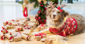 11 Best Gifts For Dog Lovers Under $50