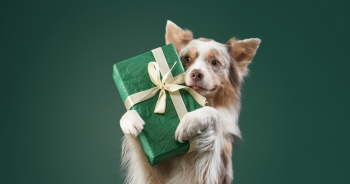 Top 12 Gifts That Give Back To Shelter Dogs!