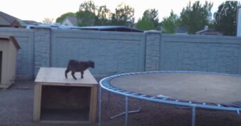 Mischievous Baby Goat Finds Trampoline, And Had The Time Of His Life