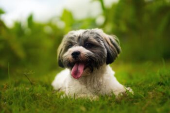 How Often Do I Take a Havanese Outside to Pee?